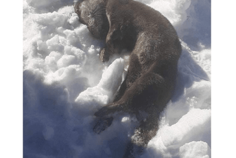 Žabljak: Vidra se pojavila u gradu, ubrzo ubijena (VIDEO) Žabljak: Vidra se pojavila u gradu, ubrzo ubijena (VIDEO)