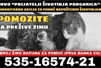 Potrošene zalihe hrane: Zima je preteška za napuštene životinje, a ovo je način da im pomognete