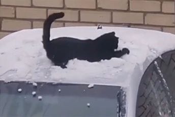 Mačka koja obožava snijeg Mačka koja obožava snijeg