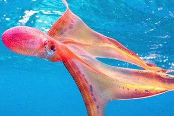 Ženka rijetke vrste hobotnice viđena poslije 20 godina Ženka rijetke vrste hobotnice viđena poslije 20 godina