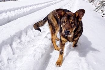 Djevojčica u Rusiji preživjela snježnu oluju grleći psa Djevojčica u Rusiji preživjela snježnu oluju grleći psa