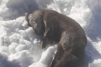 Treba li nakon risa i vidra da postane prošlost Treba li nakon risa i vidra da postane prošlost
