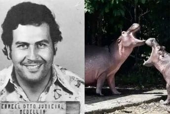 Pitanje koje dijeli Kolumbiju: Pablo Eskobar im ostavio – invazivnu vrstu Pitanje koje dijeli Kolumbiju: Pablo Eskobar im ostavio – invazivnu vrstu
