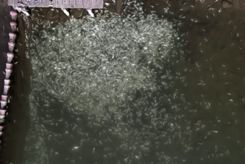 U Grčkoj od hladnoće uginulo oko 50 tona ribe (VIDEO) U Grčkoj od hladnoće uginulo oko 50 tona ribe (VIDEO)