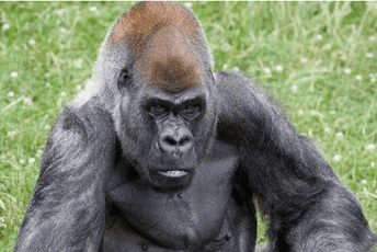 Uginuo Ozzie, najstariji mužjak gorile na svijetu Uginuo Ozzie, najstariji mužjak gorile na svijetu