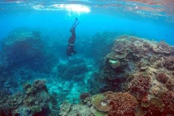 Australija ulaže 630 miliona eura u spasavanje Velikog koralnog grebena Australija ulaže 630 miliona eura u spasavanje Velikog koralnog grebena