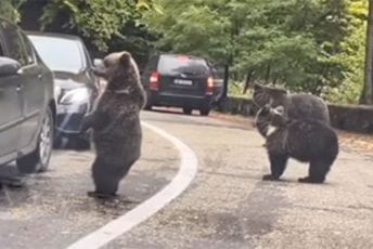 Medvjedi naišli na kolonu automobila, pa vozačima "davali pet" Medvjedi naišli na kolonu automobila, pa vozačima "davali pet"