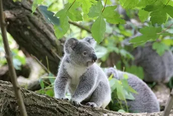 Za zaštitu staništa koala Australija ulaže dodatnih 50 miliona dolara Za zaštitu staništa koala Australija ulaže dodatnih 50 miliona dolara