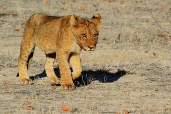 Pronađeno nestalo mladunče lava: Čeka se pregled veterinara