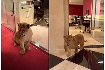 Učesnici potrage vjeruju kako se na ovom snimku čuje mladunče lava (VIDEO) Učesnici potrage vjeruju kako se na ovom snimku čuje mladunče lava (VIDEO)