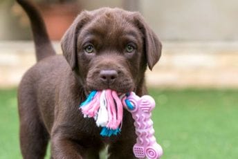 Deset najpopularnijih pasmina srednje veličine Deset najpopularnijih pasmina srednje veličine