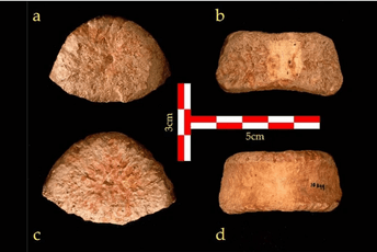 Na području Izraela pronađena kost djeteta stara 1,5 miliona godina Gornji (a), stražnji (b), donji (c) i prednji (d) pogled na pršljen otkriven na lokalitetu Ubeidiya