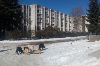 Ko ne čipuje psa biće kažnjen od 100 do 1.000 eura Ko ne čipuje psa biće kažnjen od 100 do 1.000 eura