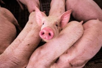 "Nije lijepa scena": U Hrvatskoj zbog kuge ubijeno 19.000 svinja