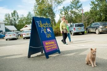 Dvadeset godina birali mačka za gradonačelnika: Mrzio je rad, ali nije povećao poreze i spasio je turizam Dvadeset godina birali mačka za gradonačelnika: Mrzio je rad, ali nije povećao poreze i spasio je turizam