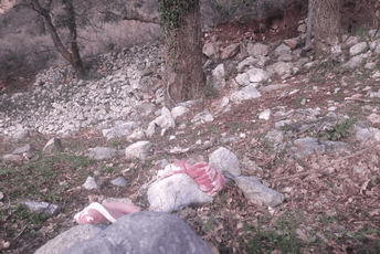 Potraga u Budvi i dalje traje: Jedan mještanin navodno je uočio lava Potraga u Budvi i dalje traje: Jedan mještanin navodno je uočio lava