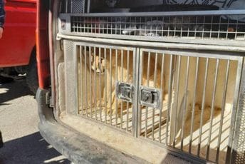 Lava našao policajac Zec Lava našao policajac Zec