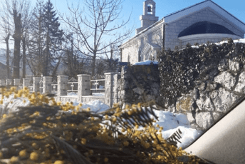 Od Novljana Cetinjanima: Mimoza da zamiriše i u slobodarskoj Prijestonici Od Novljana Cetinjanima: Mimoza da zamiriše i u slobodarskoj Prijestonici