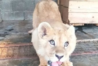 Južnoafrička Republika mogla bi da bude dom budvanskom lavu Južnoafrička Republika mogla bi da bude dom budvanskom lavu