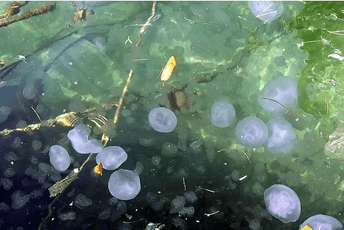 Potvrđena nova vrsta meduze pronađena u Jadranu Potvrđena nova vrsta meduze pronađena u Jadranu