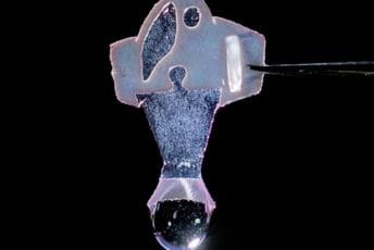 Naučnici stvorili ribu napravljenu od ćelija ljudskog srca Naučnici stvorili ribu napravljenu od ćelija ljudskog srca