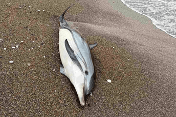 Uginuli delfin pronađen na plaži u Bečićima Uginuli delfin pronađen na plaži u Bečićima