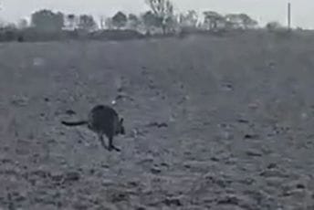 Još čudnije od budvanskog lava: U Danskoj tragaju za odbjeglim kengurom Još čudnije od budvanskog lava: U Danskoj tragaju za odbjeglim kengurom