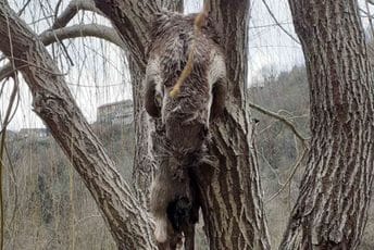 Zaštićena vrsta: Mrtva vidra okačena na stablo u Rijeci Crnojevića Zaštićena vrsta: Mrtva vidra okačena na stablo u Rijeci Crnojevića