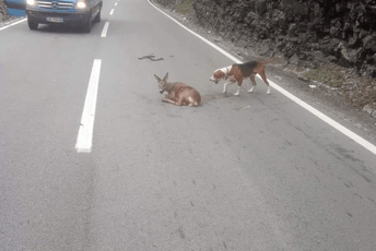 Bjelopoljac na putu kroz kanjon Morače zatekao ranjenu srnu koju je jurio lovački pas Bjelopoljac na putu kroz kanjon Morače zatekao ranjenu srnu koju je jurio lovački pas