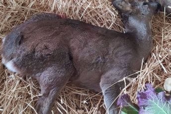 Krivolov i neznanje udar na prirodu Krivolov i neznanje udar na prirodu