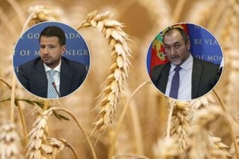 Stijović i Milatović prodali 10,5 hiljada tona pšenice i ugrozili nacionalni interes Stijović i Milatović prodali 10,5 hiljada tona pšenice i ugrozili nacionalni interes