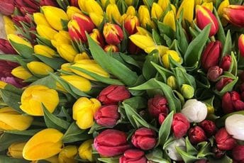 U susret Danu žena: Određena lokacija za prodaju cvijeća u Podgorici U susret Danu žena: Određena lokacija za prodaju cvijeća u Podgorici