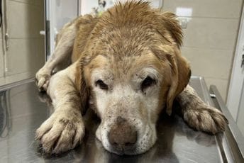 Kolašin: Šest pasa otrovano na Drijenku Ilustracija