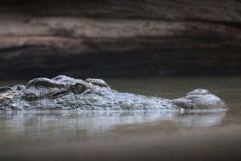 Aligator sa ljudskim ostacima u čeljustima pronađen u Floridi