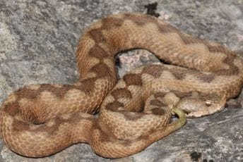 Crveni poskok sa Ade se prodaje na evropskim sajtovima Crveni poskok sa Ade se prodaje na evropskim sajtovima