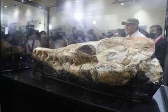 U Peruu otkrivena 36 miliona godina stara lobanja morskog čudovišta U Peruu otkrivena 36 miliona godina stara lobanja morskog čudovišta