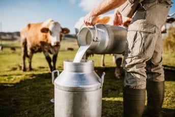 Opasan virus pronađen u mlijeku: Ptičji grip prešao na krave i brzo se širi u SAD-u