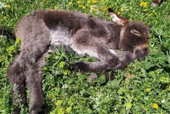 Magarence uginulo od posljedica trovanja Magarence uginulo od posljedica trovanja