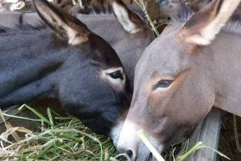 Još jedna tužna vijest sa farme u Martinićima: Od posljedica trovanja, uginula i magarica Đina Još jedna tužna vijest sa farme u Martinićima: Od posljedica trovanja, uginula i magarica Đina