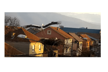 Rodan Perko sletio u Berane, proljeće sada zvanično može da počne Rodan Perko sletio u Berane, proljeće sada zvanično može da počne