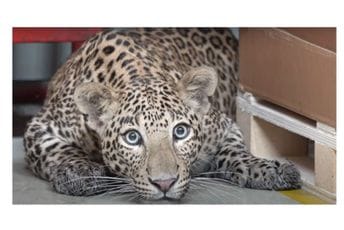 Mercedesova fabrika zbog leoparda bila zatvorena nekoliko sati Mercedesova fabrika zbog leoparda bila zatvorena nekoliko sati