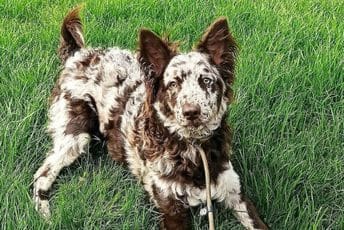 Za ove rase pasa vjerovatno niste nikada čuli: Toliko su rijetke da su na rubu izumiranja Za ove rase pasa vjerovatno niste nikada čuli: Toliko su rijetke da su na rubu izumiranja