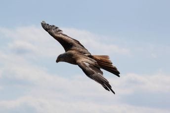 Kompanija kažnjena sa osam miliona dolara zbog stradanja orlova u vjetroparkovima Kompanija kažnjena sa osam miliona dolara zbog stradanja orlova u vjetroparkovima