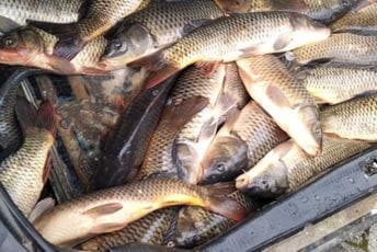 Spriječena nelegalna prodaja ribe u TC Gintaš u vrijeme zabrana Spriječena nelegalna prodaja ribe u TC Gintaš u vrijeme zabrana