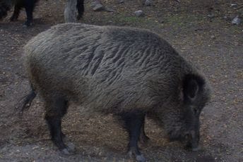 Zbog rata u Ukrajini, divlja svinja Putin dobiće drugo ime Ilustracija