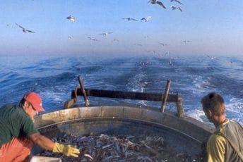 Ribari poručili: Prevara Vlade, nismo konsultovani o gradnji fabrike ribe Ribari poručili: Prevara Vlade, nismo konsultovani o gradnji fabrike ribe