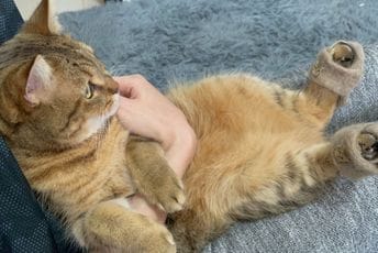 Mačka postala zvijezda nakon što joj je vlasnica napravila papuče od dlake Mačka postala zvijezda nakon što joj je vlasnica napravila papuče od dlake