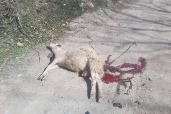 Vukovi u pljevaljskom naselju Komini zaklali deset jagnjadi i ovcu Vukovi u pljevaljskom naselju Komini zaklali deset jagnjadi i ovcu