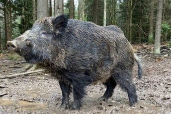 Divlja svinja opustošila kozmetički salon u Poljskoj Ilustracija