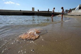 Stanovnike Opatije iznenadile divovske meduze koje su se jutros nasukale (FOTO)
